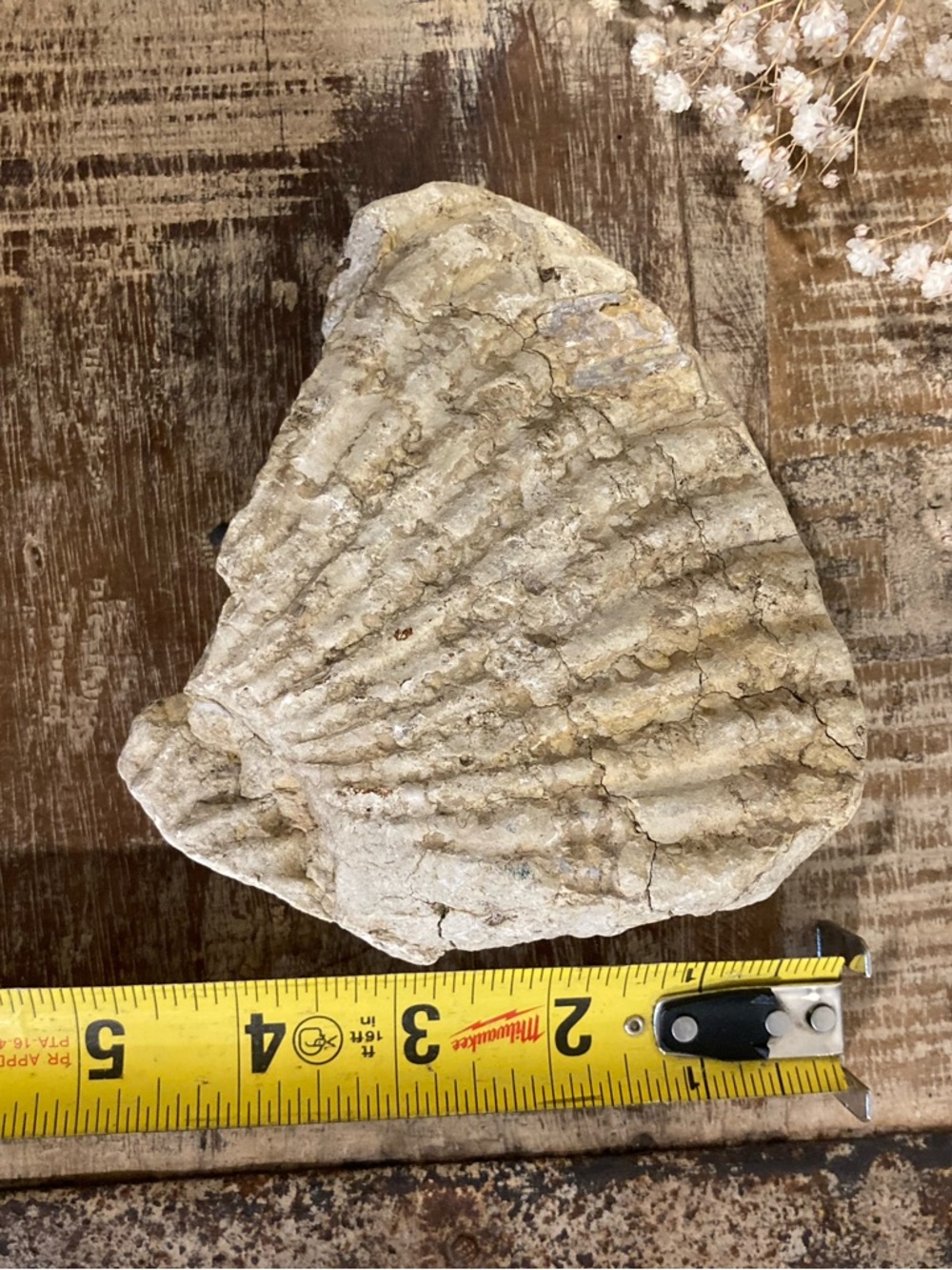 Fossilized Shell Chunk Stone Decor - Picture 2 of 11